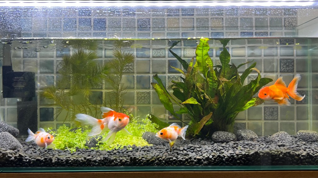 金魚飼育はじめました